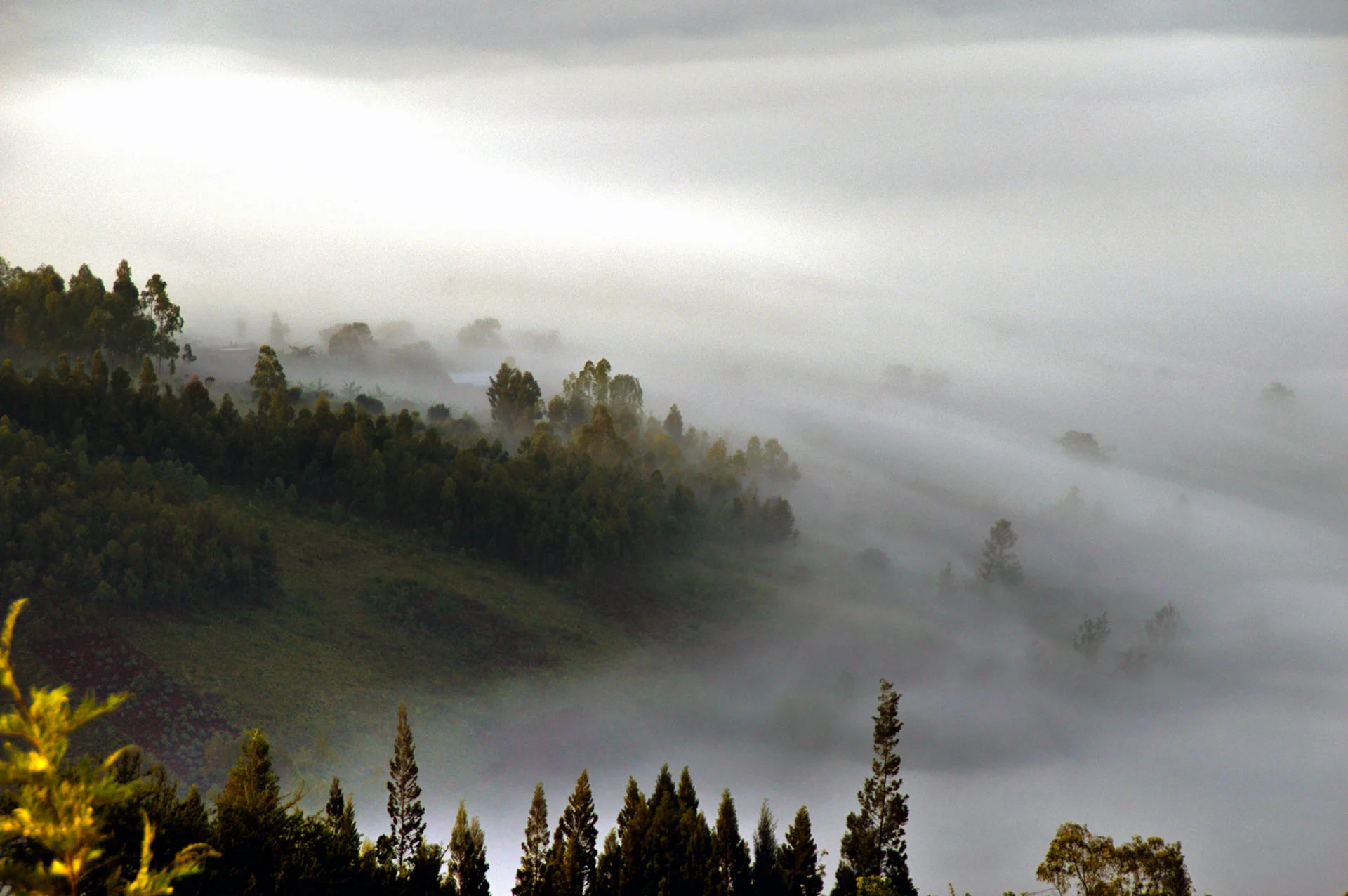 Misty Morning