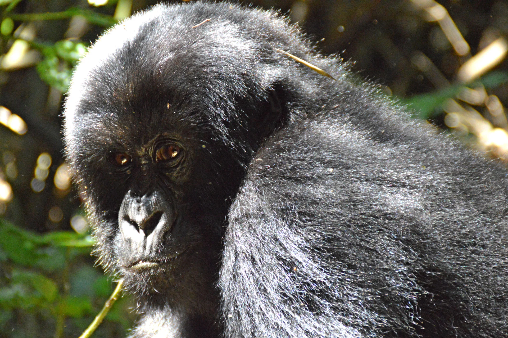 Young Gorilla
