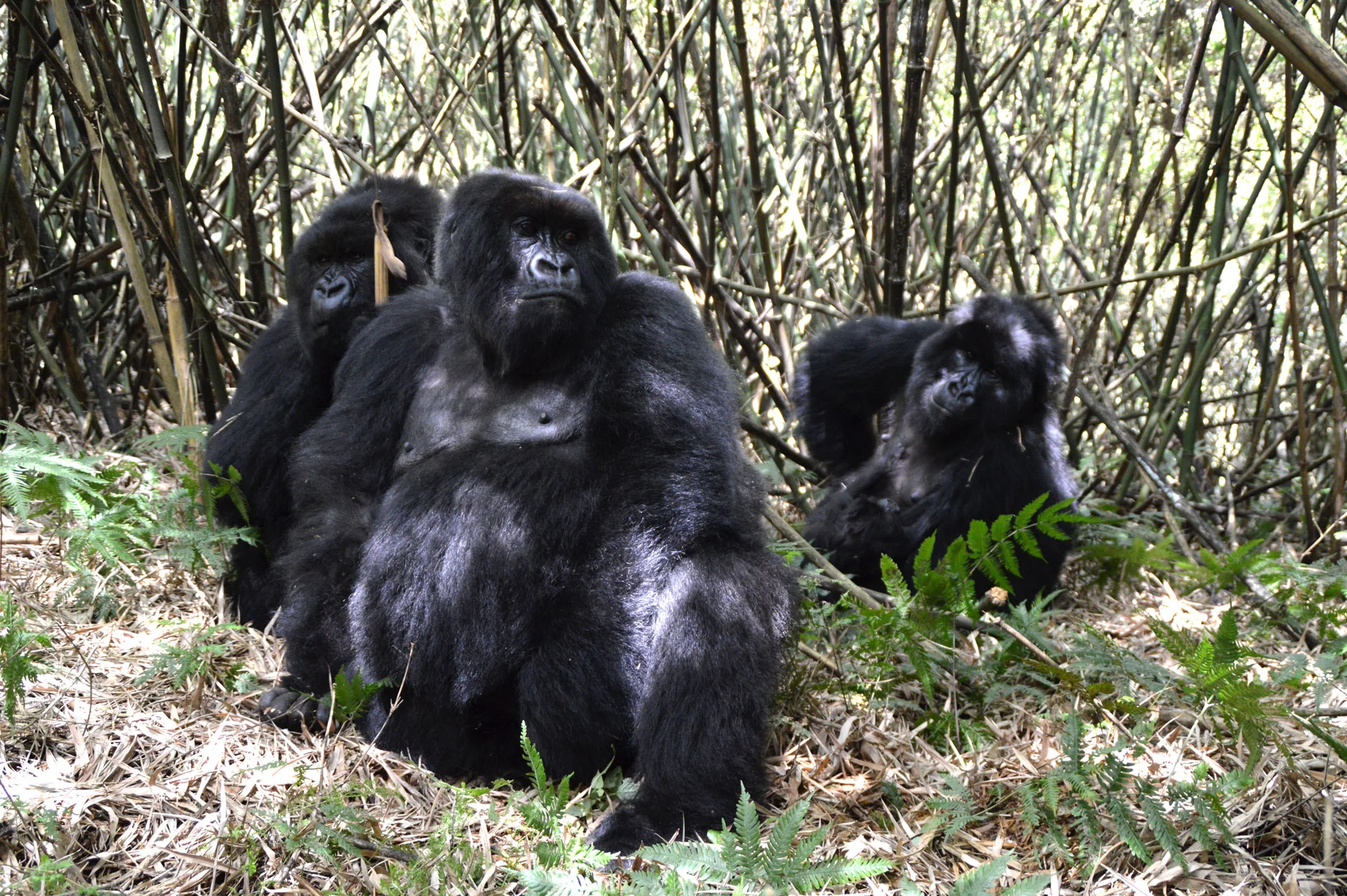 Karisimbi Family Portrait