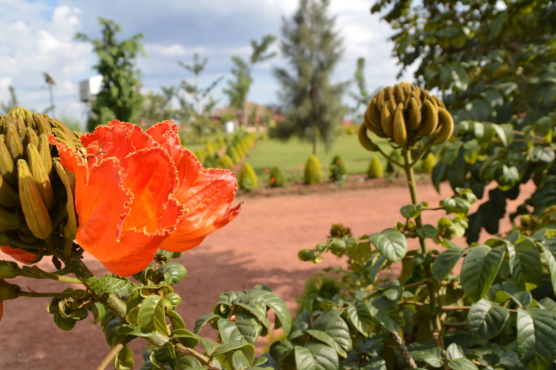 Tuliptrees.jpg