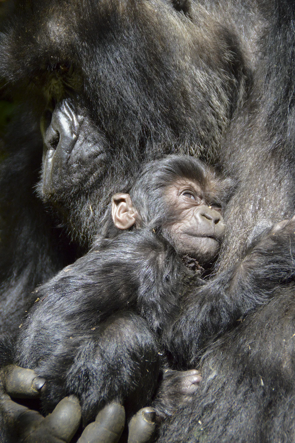 Africa Geographic Photographer of the Year 2015, People's Choice 