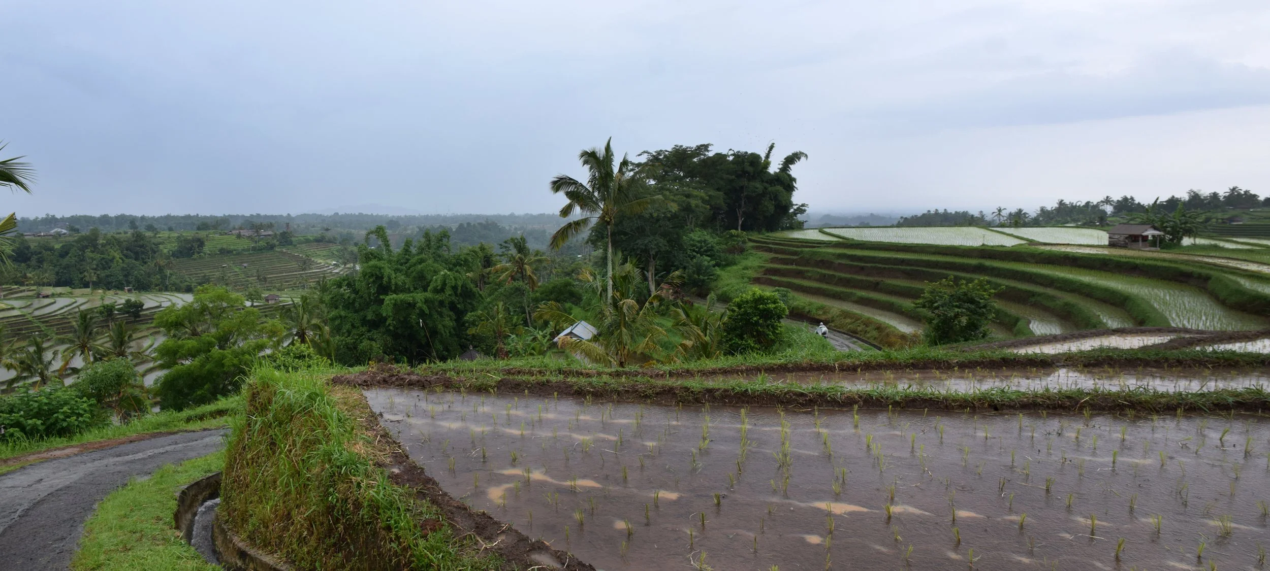 Bali-Rice2.jpg