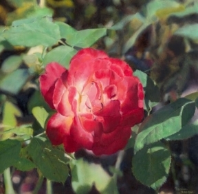 "Garden Rose"