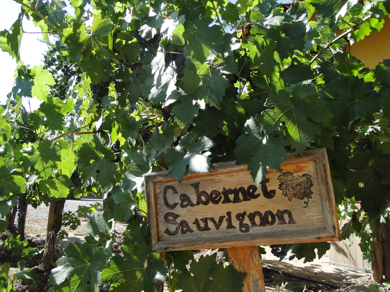 Casona Carrera Boutique Hotel Maipo Wine Valley Santiago Chile vineyard visits, tours and tastings