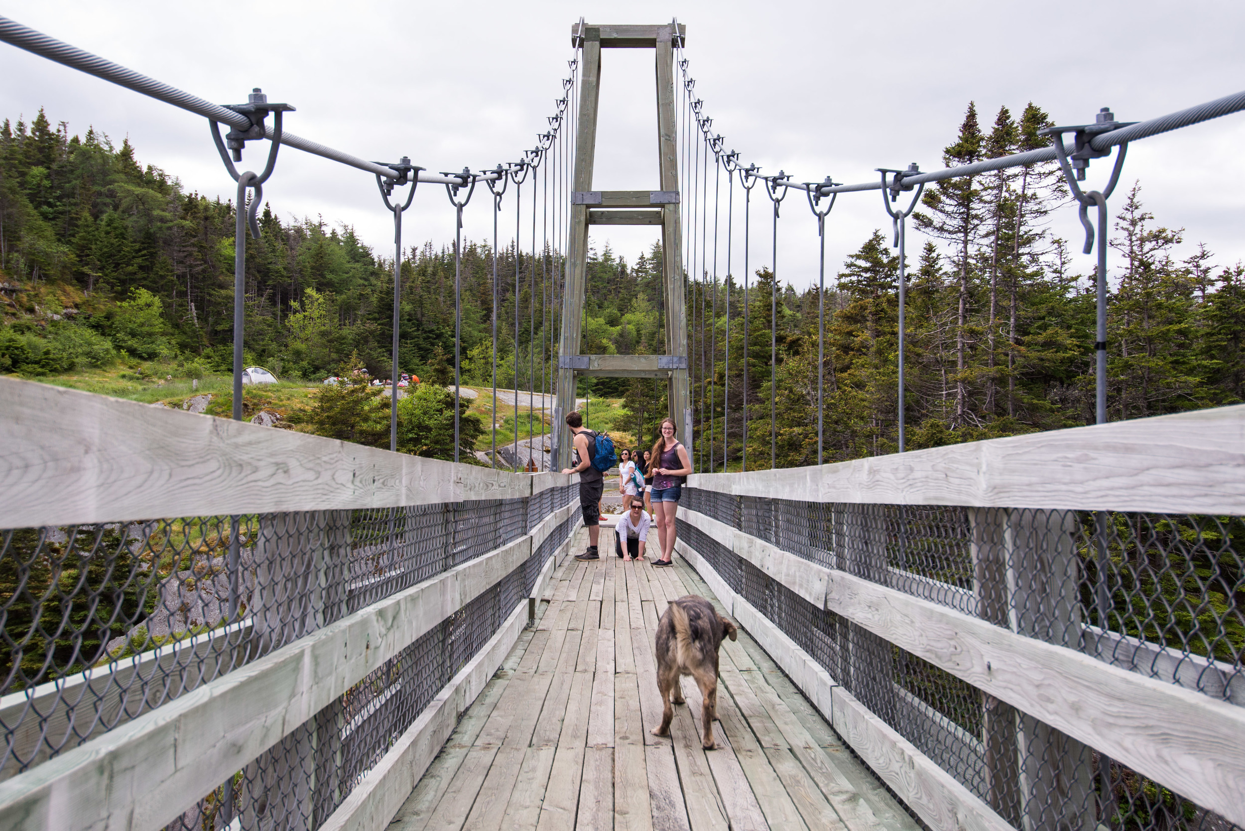 He was so timid on the bridge. This is as far as he'd go. I had to put him back on his leash and pull him across, haha.