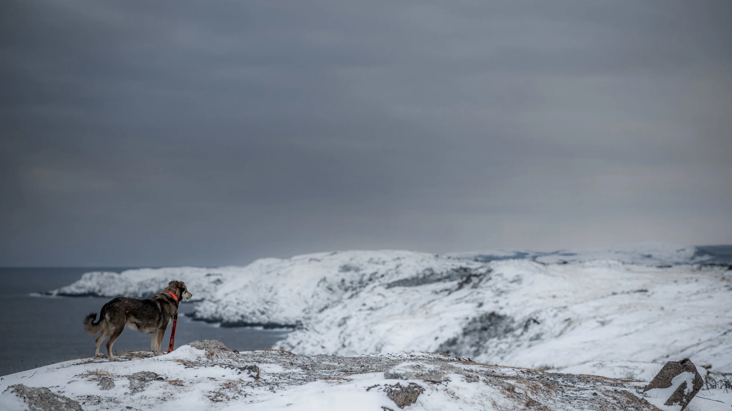 Jan 2 - Cape Spear-12.jpg