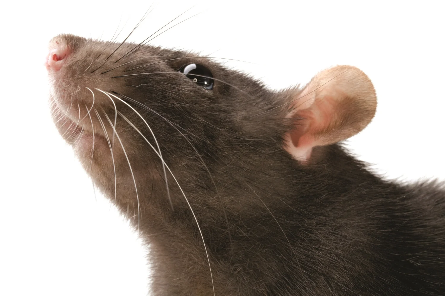 iStock_000006246750Medium.jpg