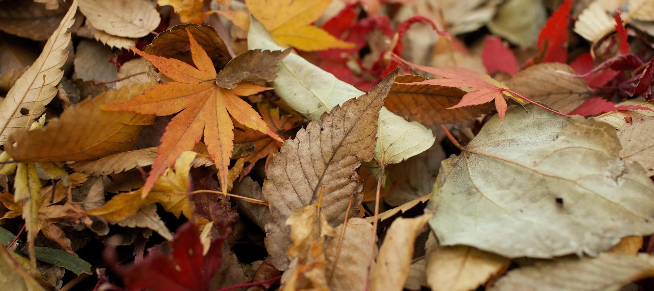 Filling the Gaps in The Fall and Winter Garden
