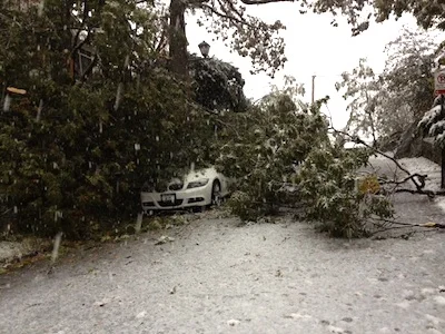 Can You Save a Storm Damaged Tree?
