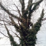 Trees smothered by vines