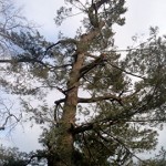 Topped trees do poorly