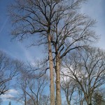 Branches pruned too high