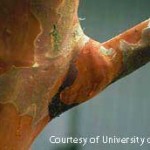 Healthy, u-shape branch