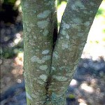 Poor, v-shape branch