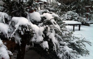 大雪会把常青树的树枝折断。在一场大雪后给植物扫一扫尘土。