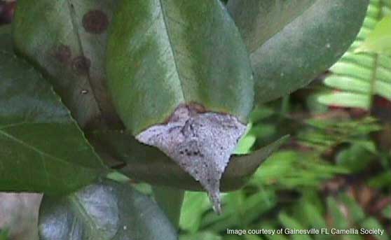 A leaf with salt damage