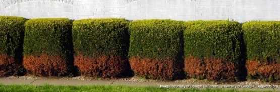 Rock salt damage to plants is not evident until early Spring.
