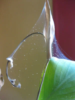 Might Your Houseplants Have Mites?