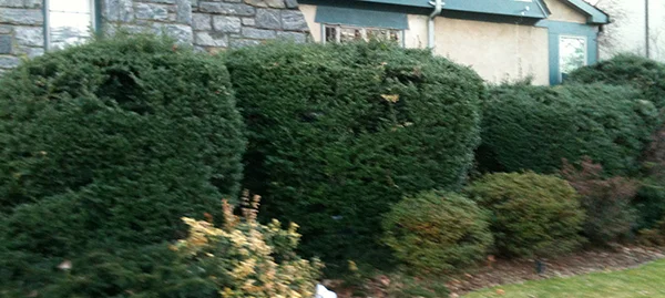 Does Your Garden Have Balls?