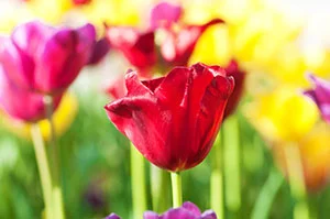 Planning Your Spring Bulb Garden