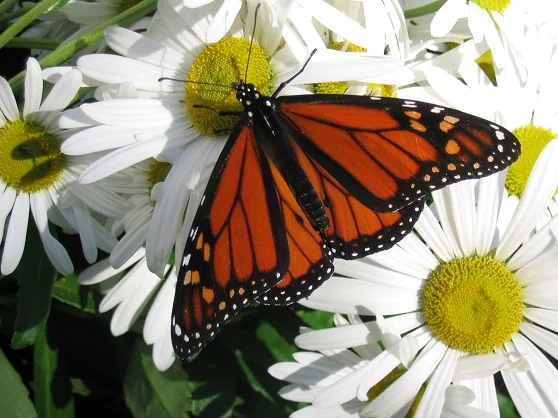 4 Ways to Make Your Garden Eco-Friendly