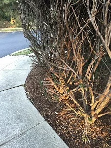 When Shrubs Outgrow Their Welcome