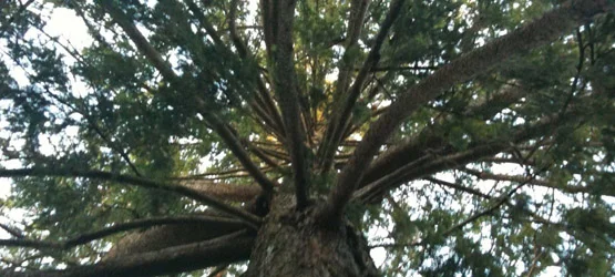 I Speak for the Trees