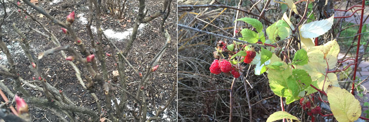 12月在纽约韦斯特切斯特开花的牡丹和覆盆子上红肿的芽