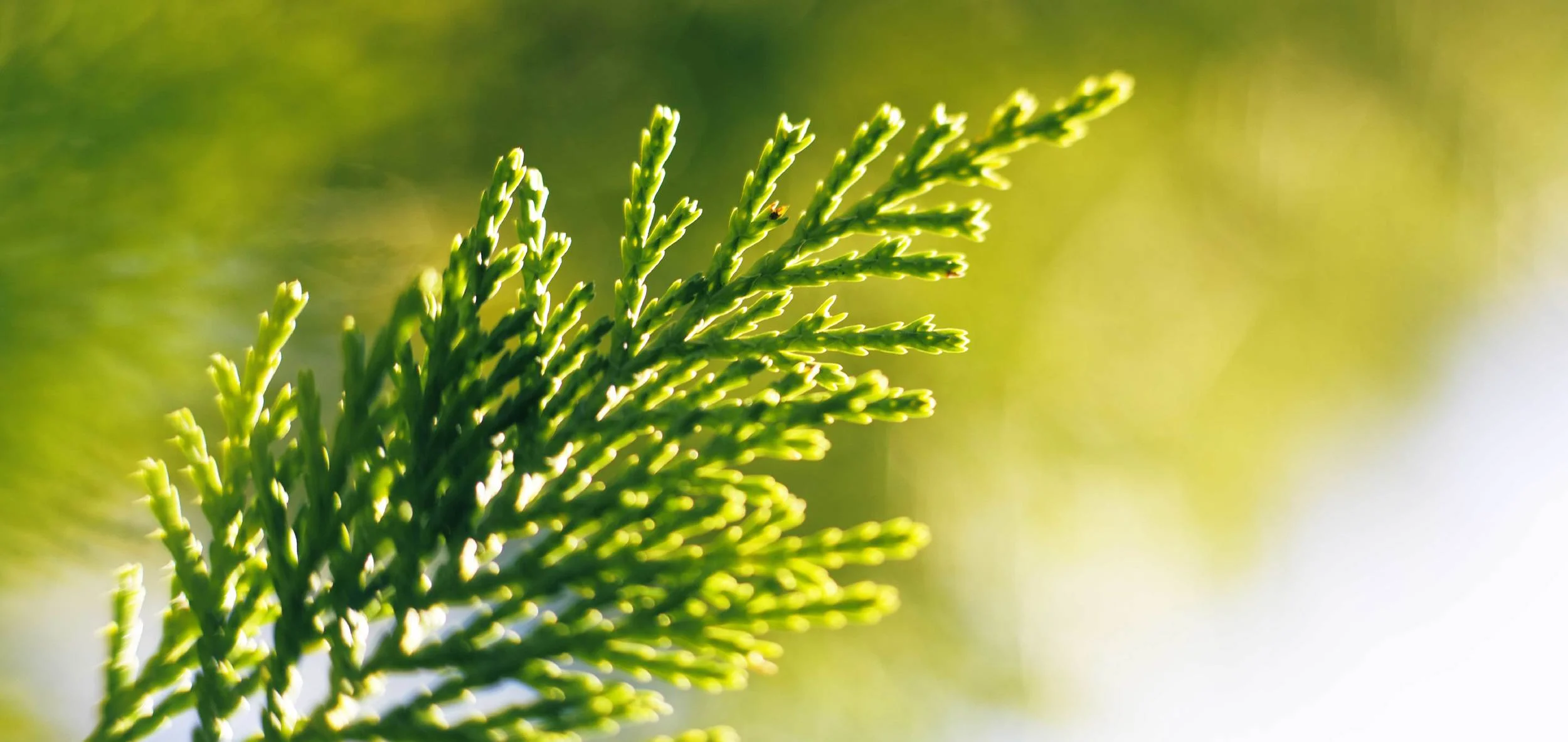 Winter Greens: Westchester’s Native Evergreens