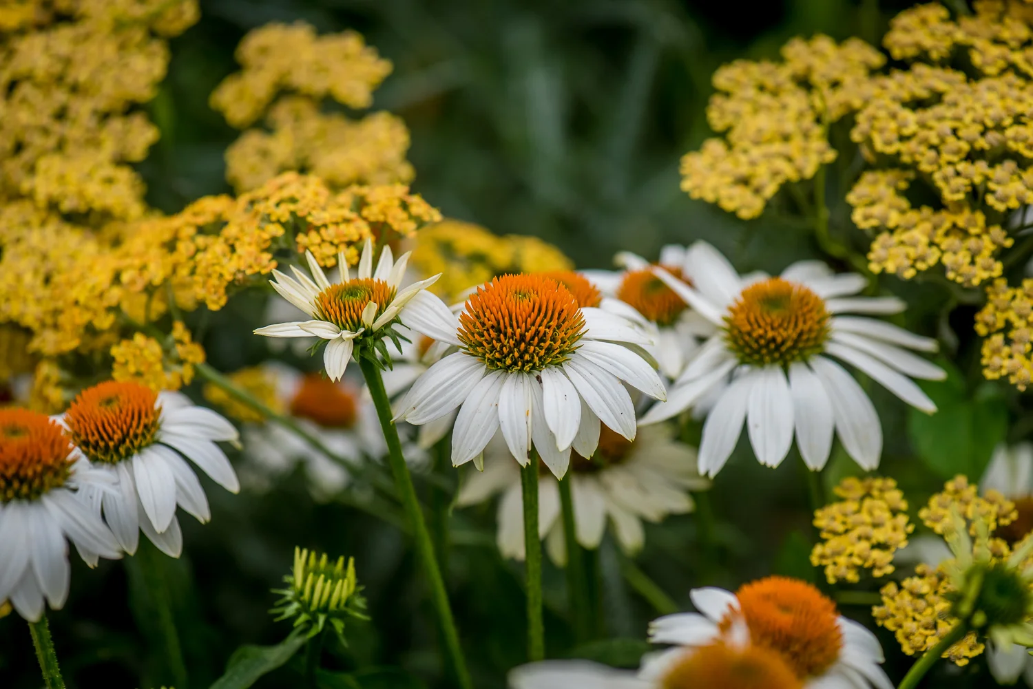 LZG Portfolio 2016-Cardillo_201607260009.jpg