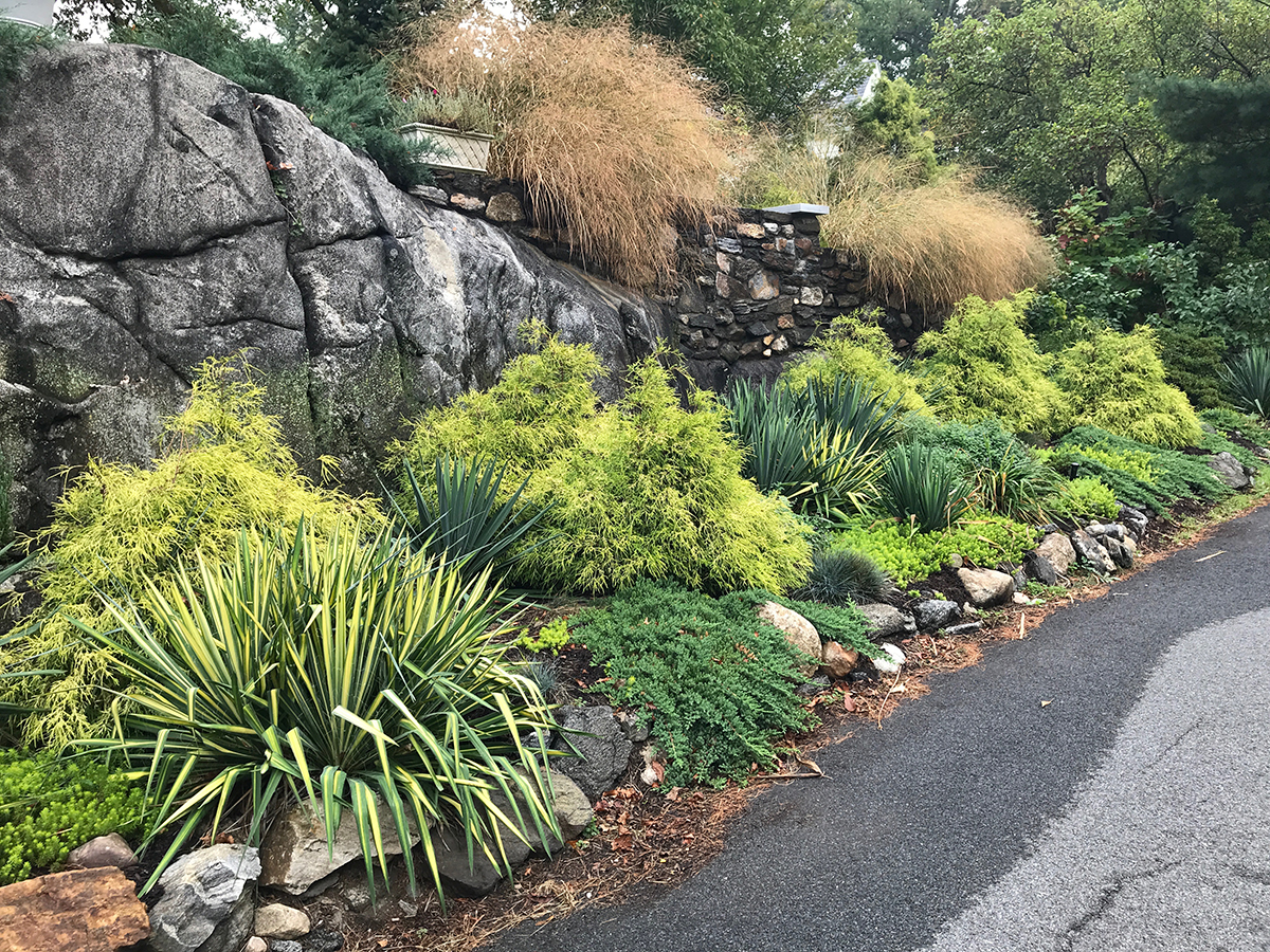 Xeriscape-3年later-C-tough-rock-street-snow-salt-hot-heat-dry-sun-drought-rock-wall-slope-evergreen-driveway-xeriscape-Landscape-Construction-Design-Plan-Project-Consult-Advise-Renovation-Expert-Residential-Home-Backyard-Front-Yard-Commercial-G…