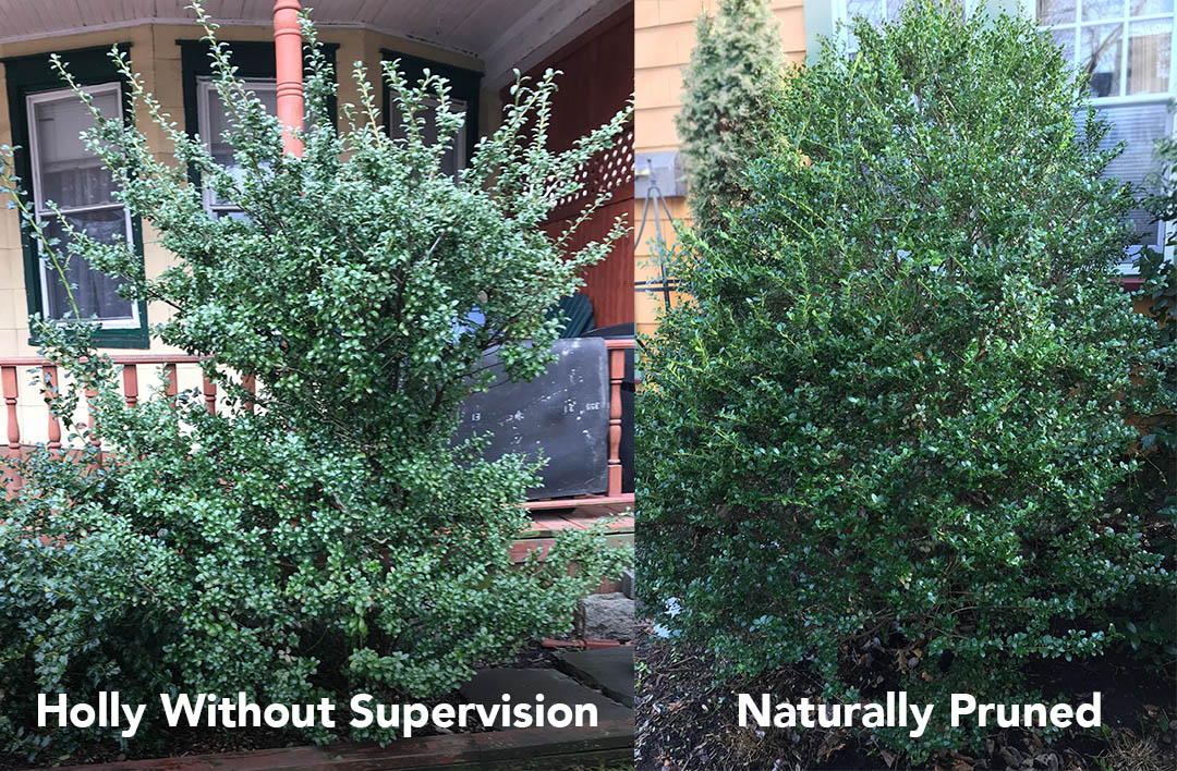 pruned-shrub-vs-not-pruned.jpg