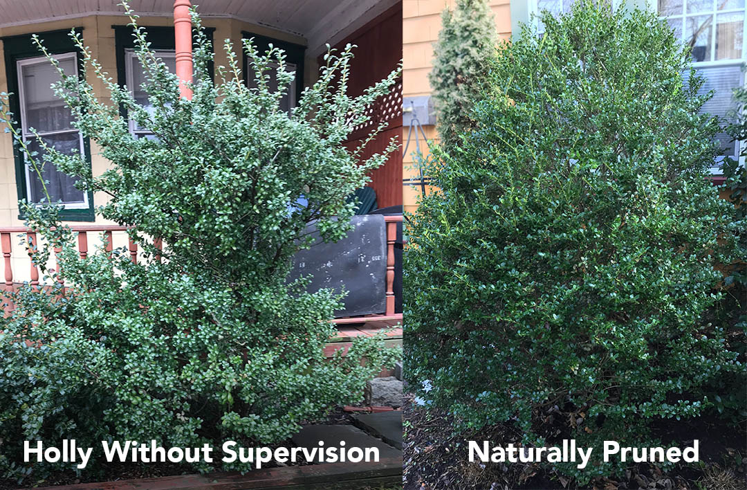 pruned-shrub-pruning-prune-maintenance-trees-natural-hand-meatball-Landscape-Construction-Design-Plan-Project-Consult-Advise-Renovation-Expert-Residential-Home-Backyard-Front-Yard-Commercial-Garden-Installation-Planting-Westchester.jpg