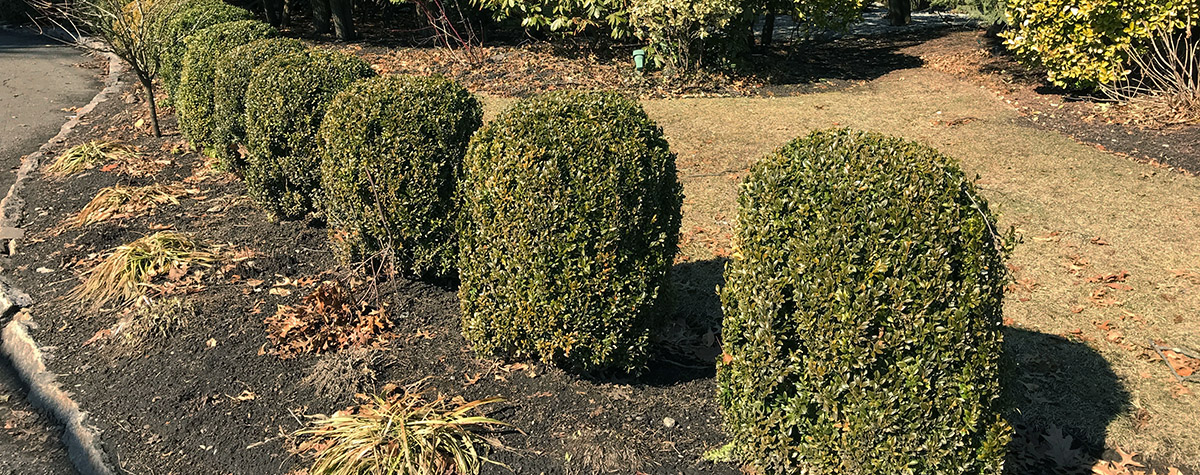 Little green meatballs, all in a row.