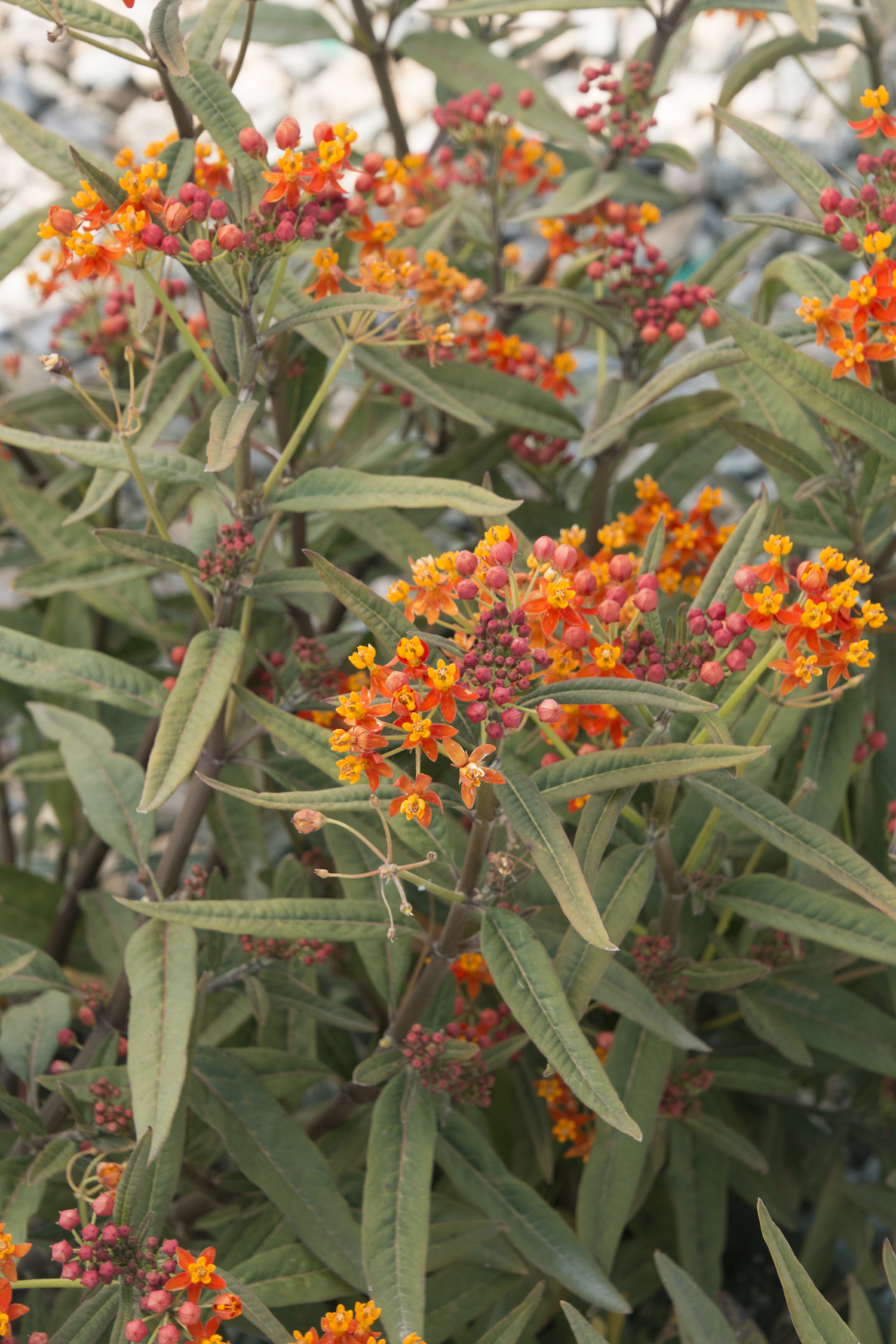 Asclepias tuberosa a.k.a. butterfly weed