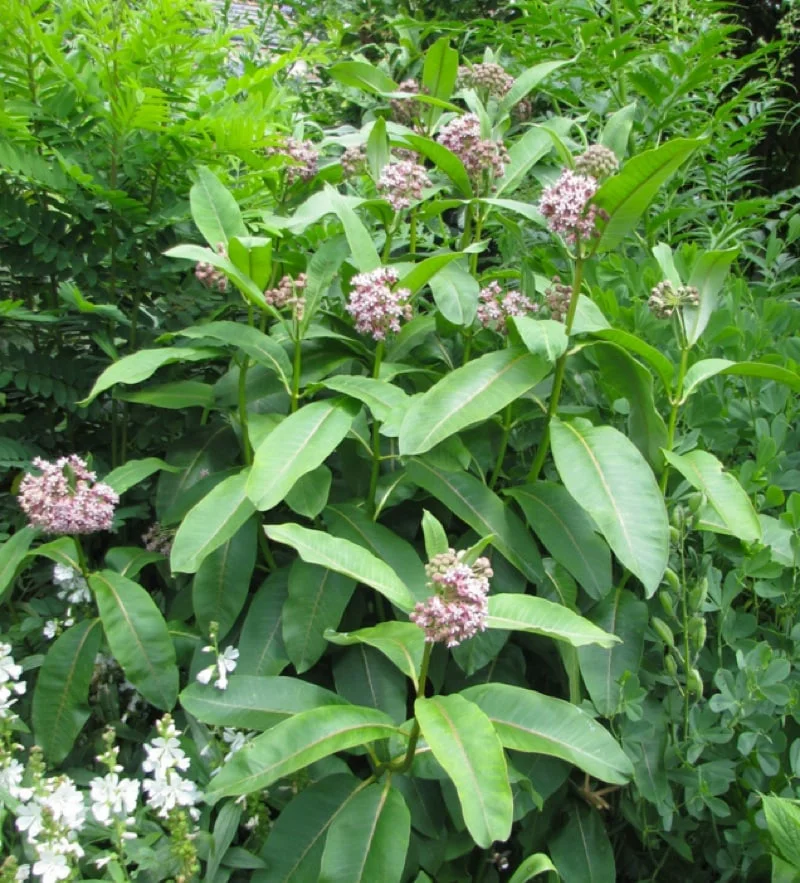 Asclepias syriaca a.k.a. common milkweed