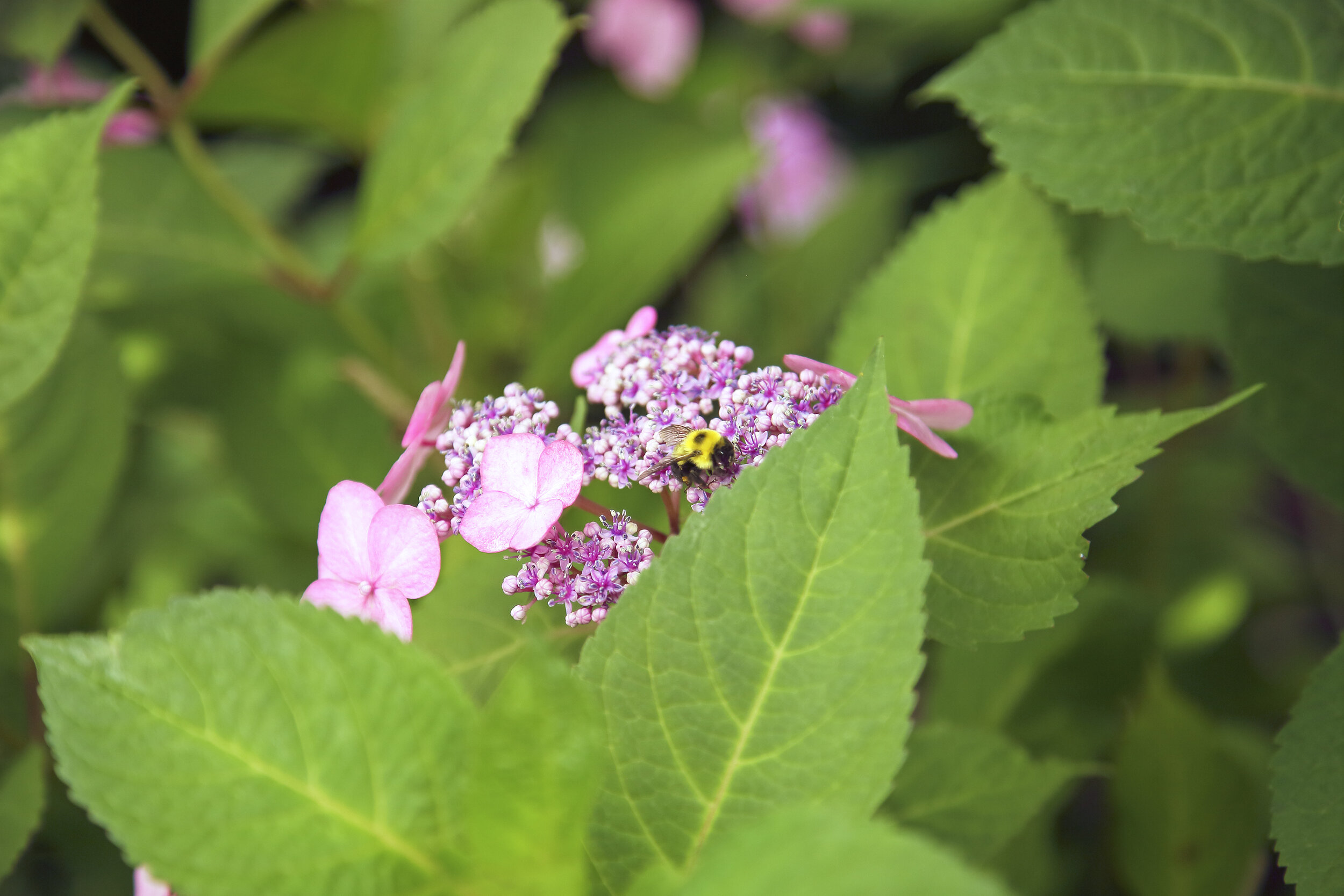 一个健康的院子可以养活我们的蜜蜂和其他传粉昆虫