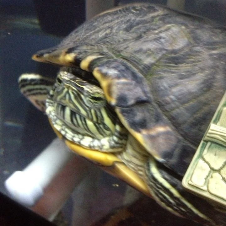 My Pet Turtle - Part 1