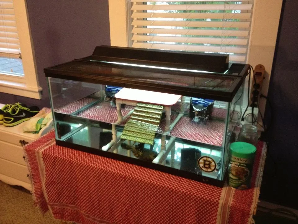 My Pet Turtle - Part 2