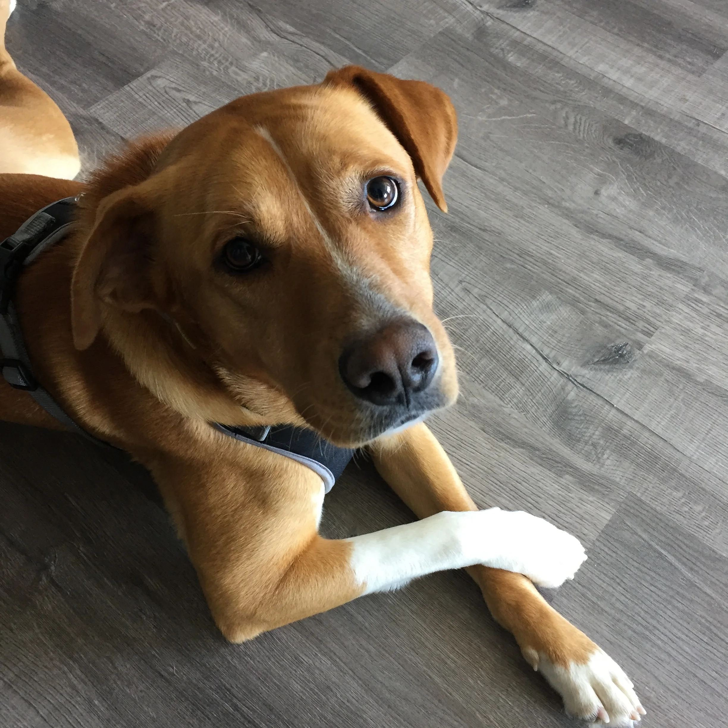 The Adventures of Mr Norbert Waggles - Part 1