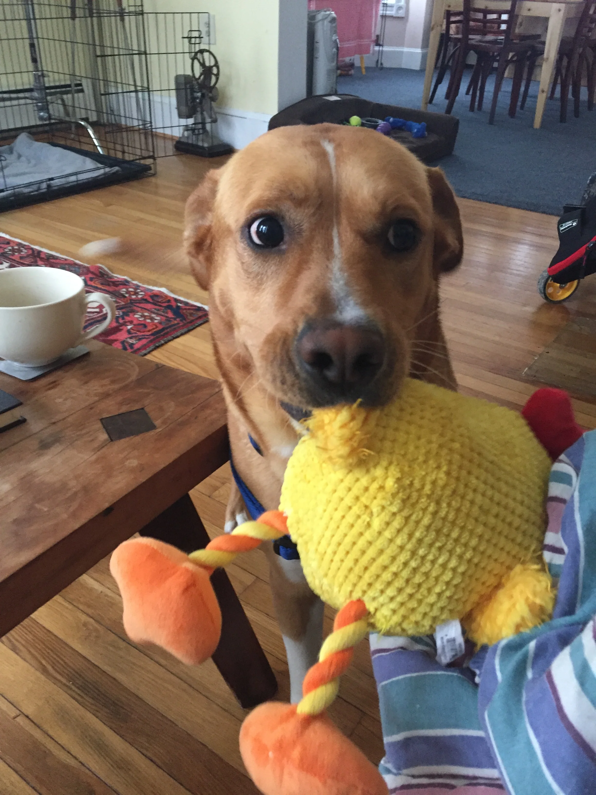 The Adventures of Mr Norbert Waggles - Part 2