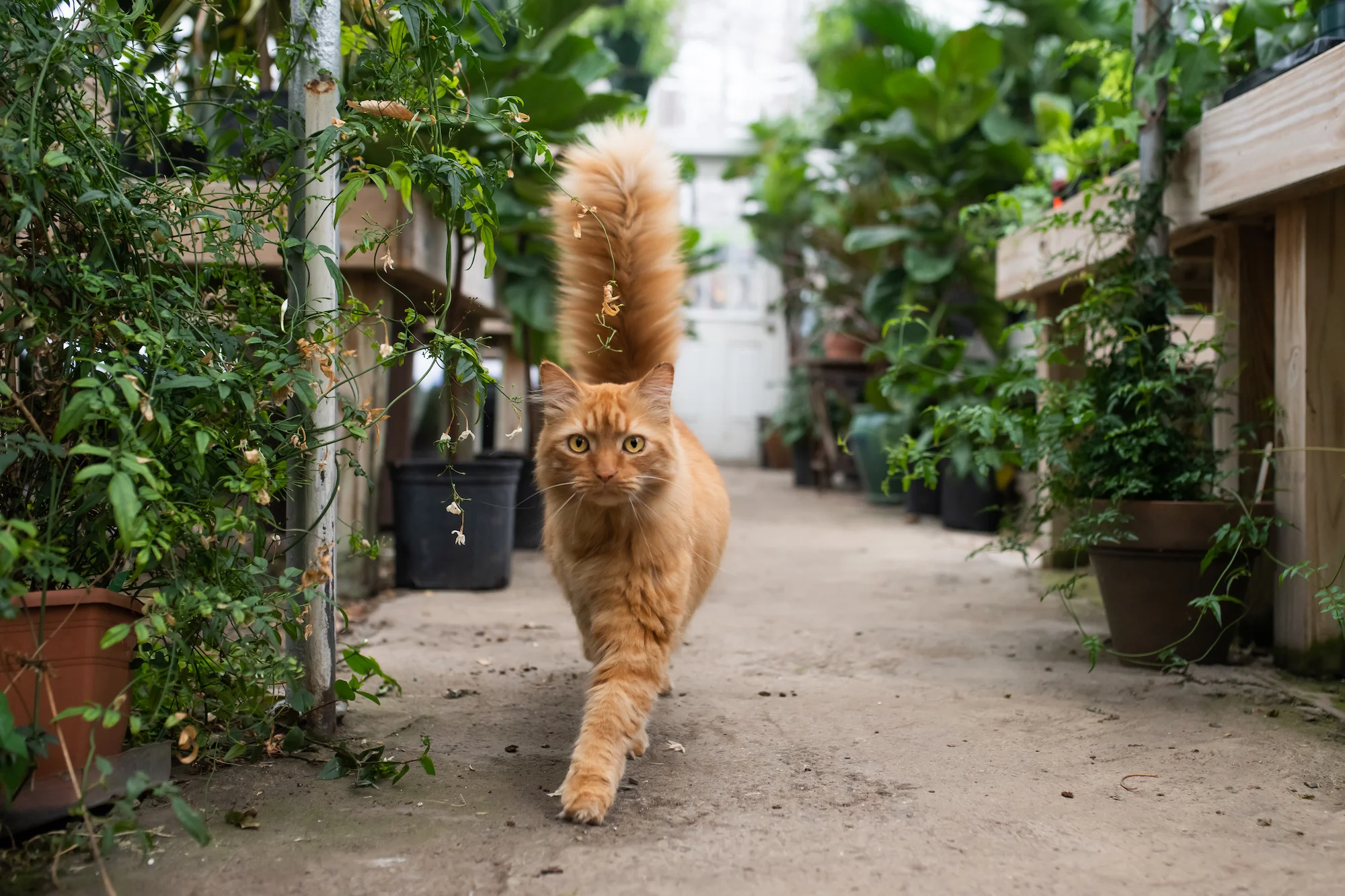 The resident cat-tus was just a prickly as the potted variety.