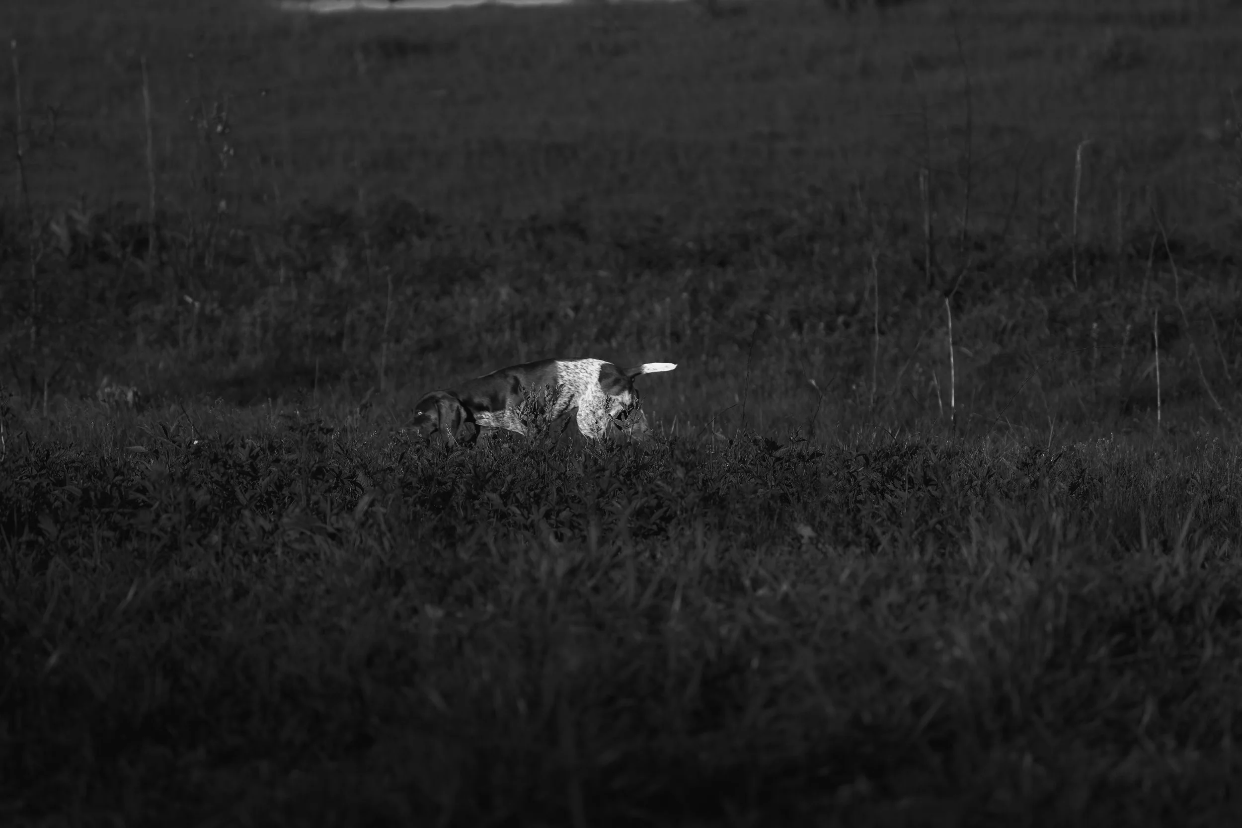 DSC03107.jpg