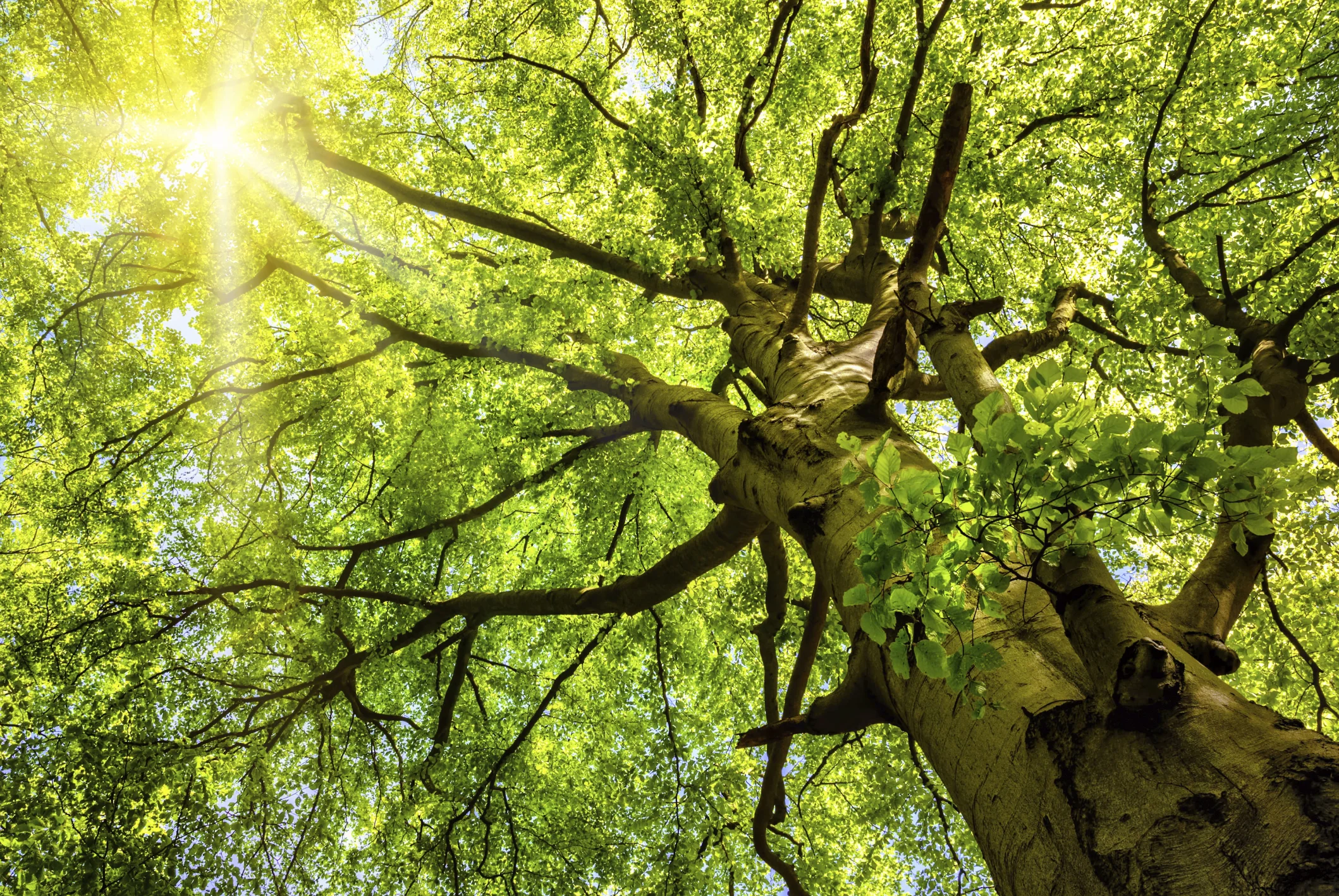 Photo by Smileus/iStock / Getty Images