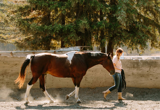 equus-1.jpg
