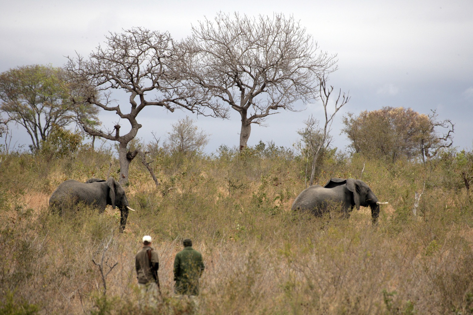 Alex and Renias walking with the majestic elephants