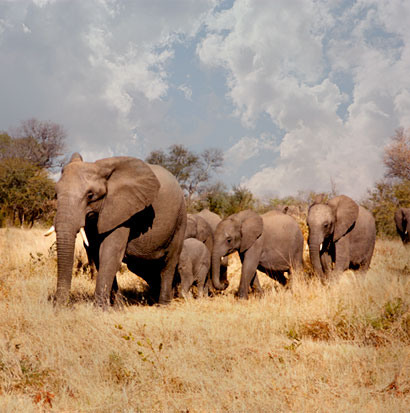 Elephants on Home Page.jpeg