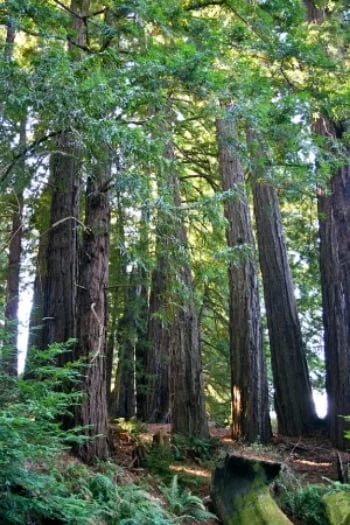 Redwoods-copy.jpg