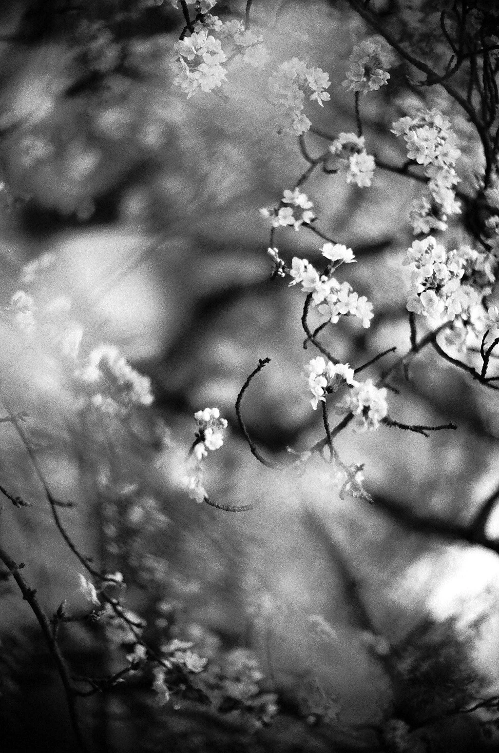 japan bw-1.jpg