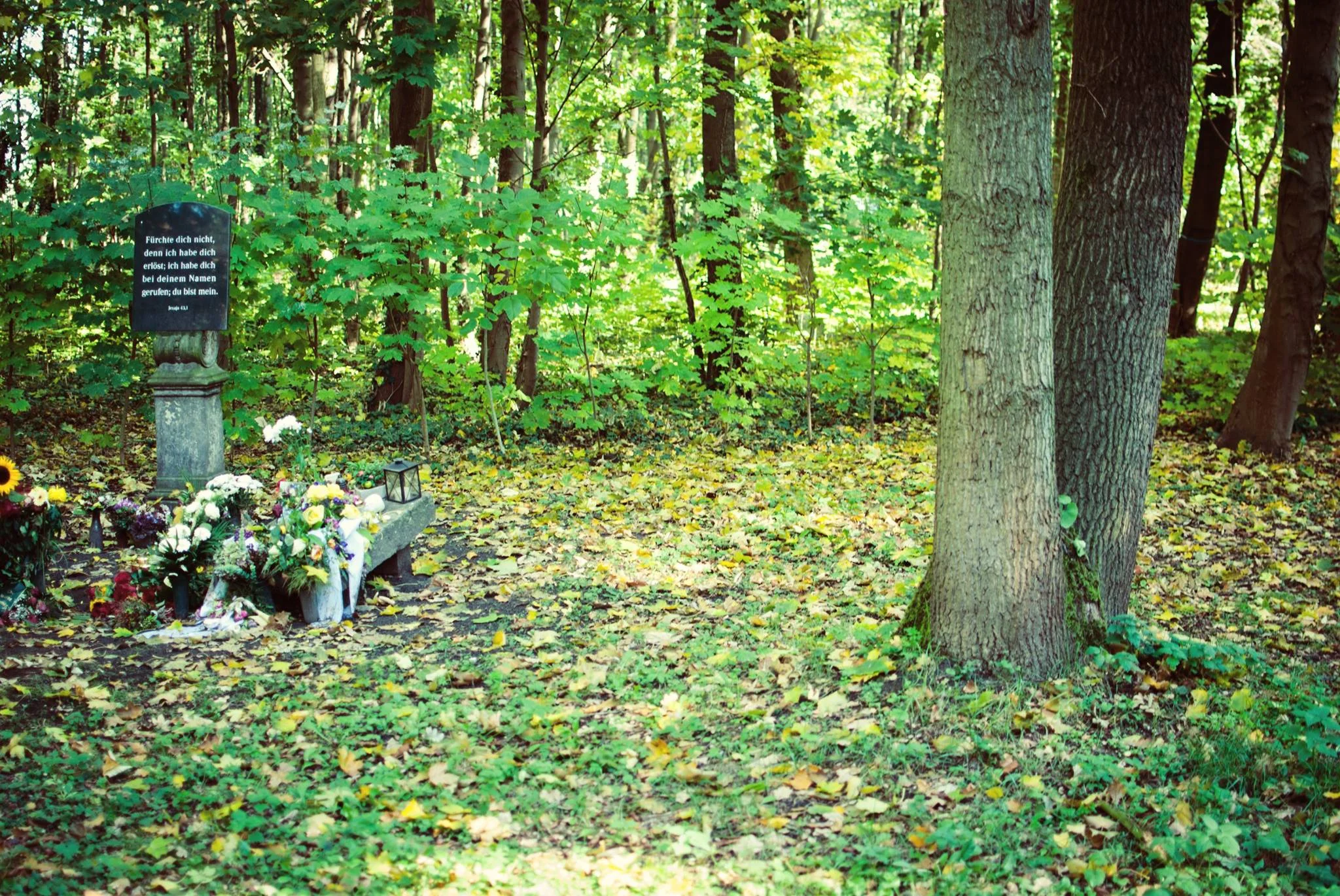 Baum für Sternenkinder und Blumenstelle im Friedwald.